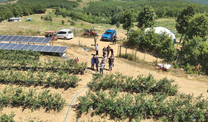 Kurak arazi yaban mersini bahçesine dönüştü