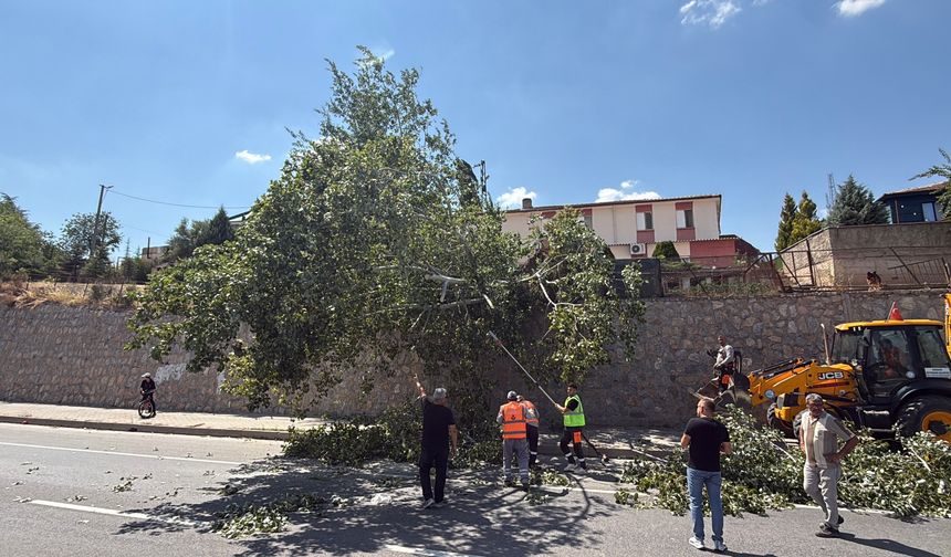 Eskişehir’de devrilen ağaç trafiği aksattı