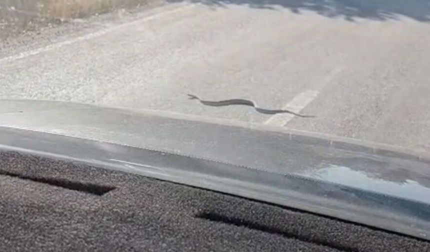 Karayolundaki yılan trafiği durdurdu