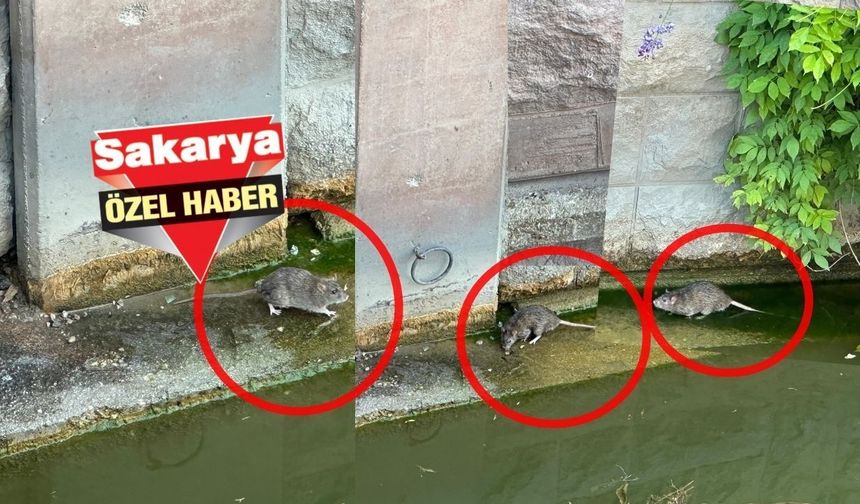 Porsuk'ta fareler görüldü!