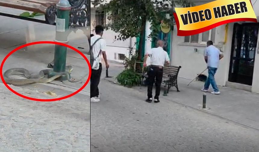 Eskişehir'in merkezinde 'yılan' paniği!