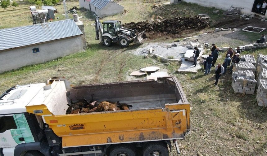 Ayı ağıla girdi 144 hayvan telef oldu!