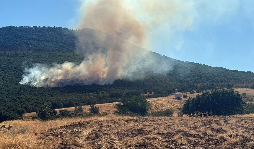 Eskişehir'in Mihalıççık ilçesinde orman yangını