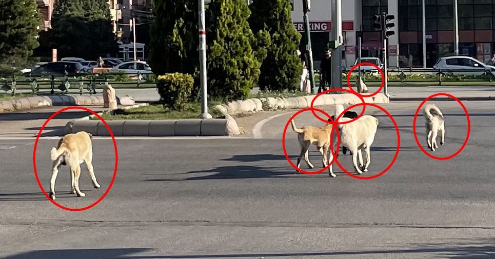 KÖPEKLER