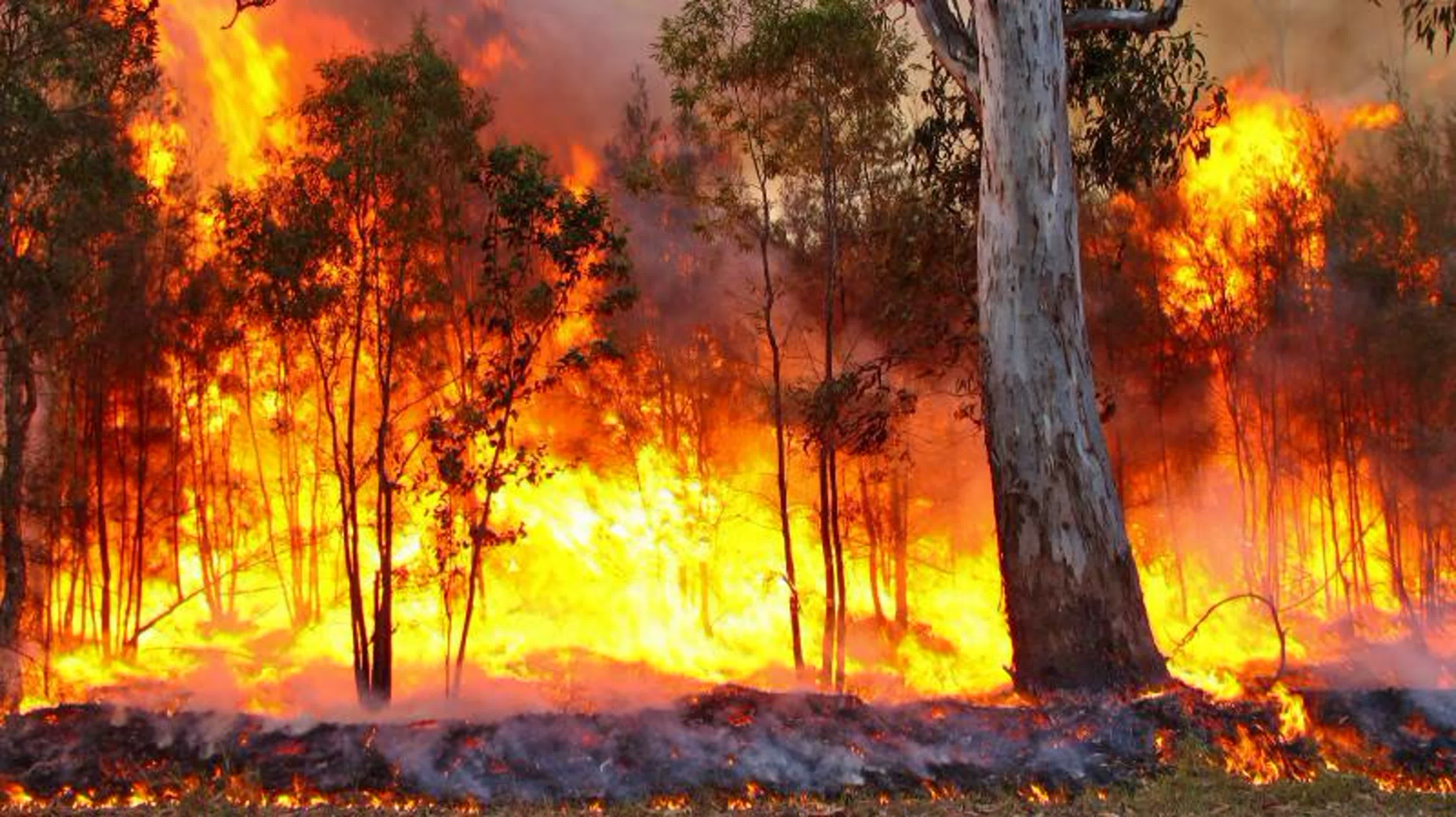 Forest fire mk ii. Лесные пожары. Лес в огне. Causes of Forest Fires.