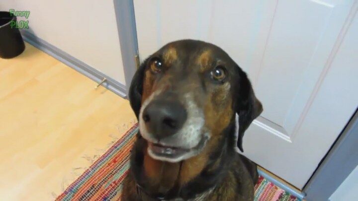 Bu köpekler ne yapıyor?