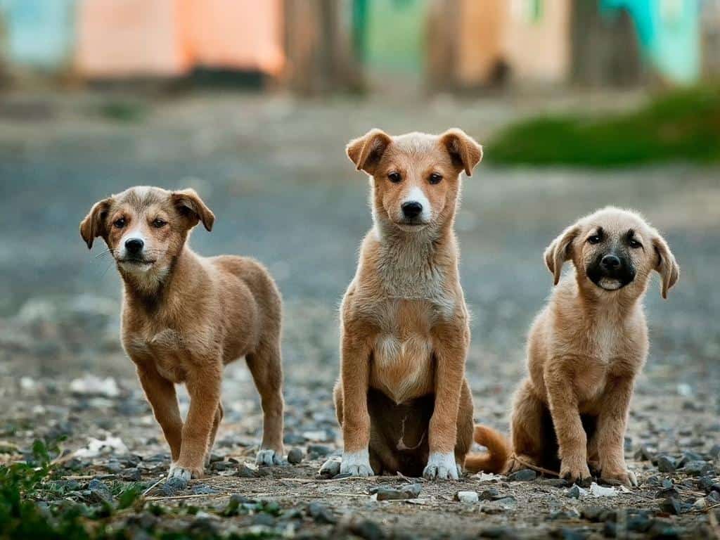 sokak köpekleri