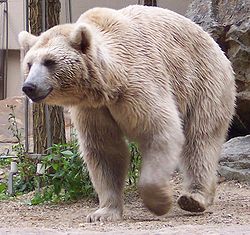 250Px Ursus Arctos Syriacus