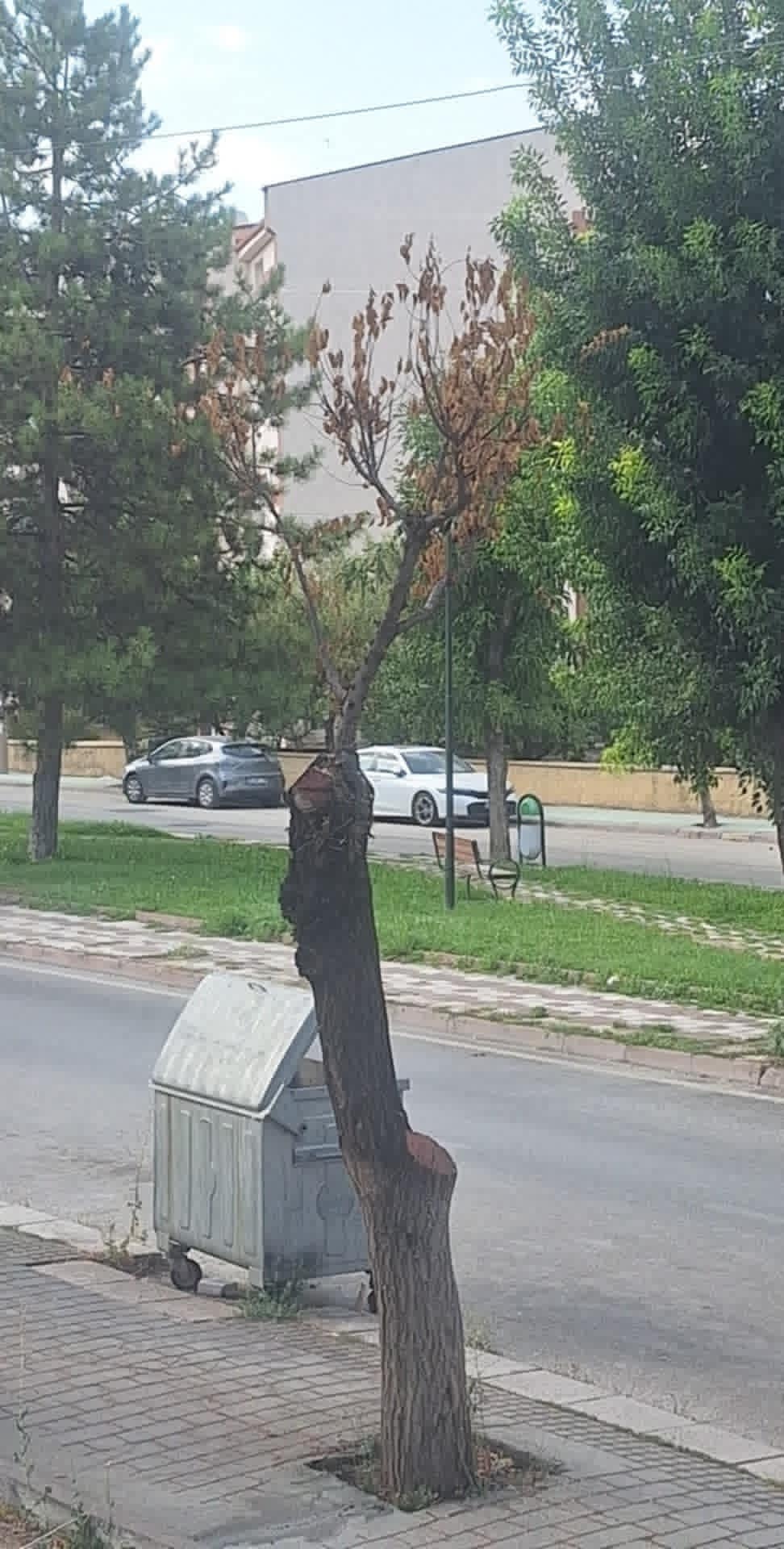 Ağaç-6