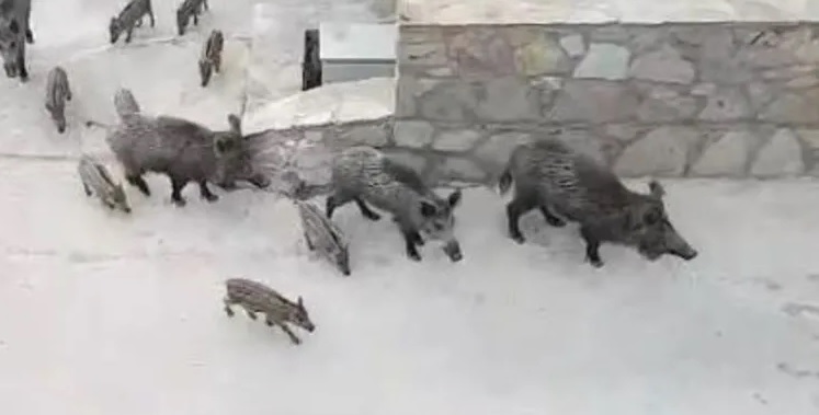 D O M U Z L A R