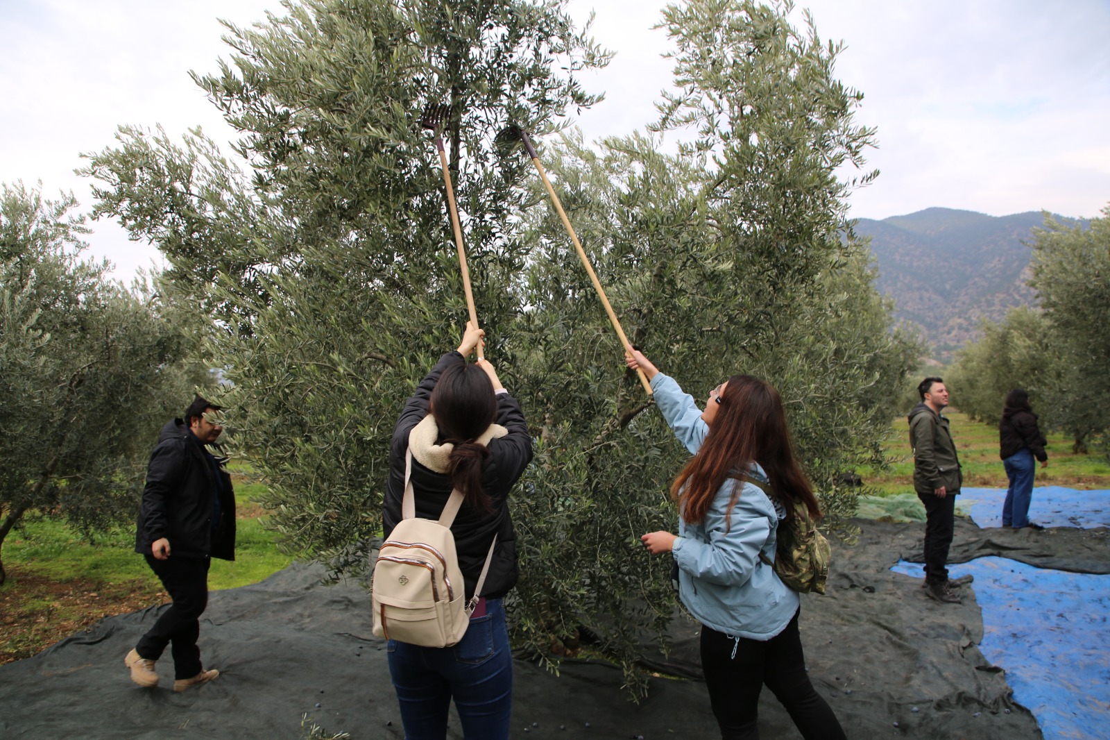 Gençler Zeyti̇ni̇n Yolculuğuna Taniklik Etti̇ (12)