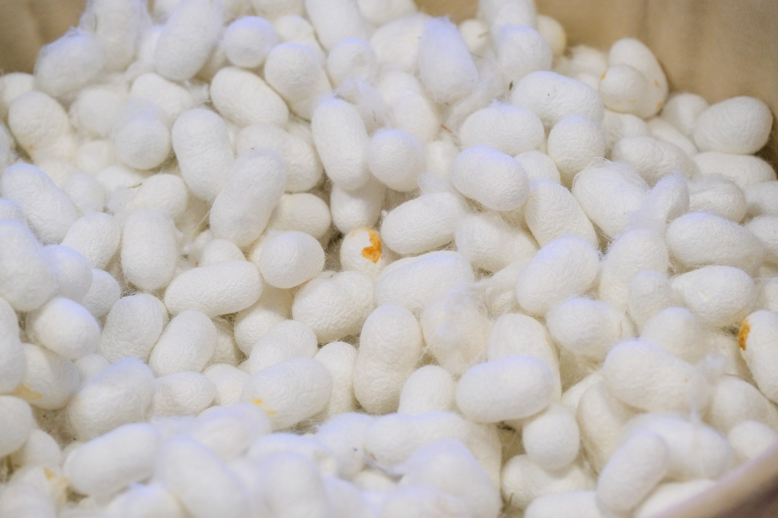 İpeği̇n Yolculuğu Yeni̇den Canlaniyor (3)