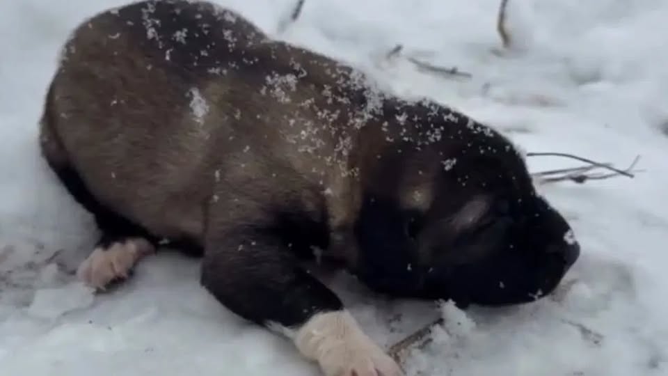 608717716 1280890414070952 920825026264149779 N