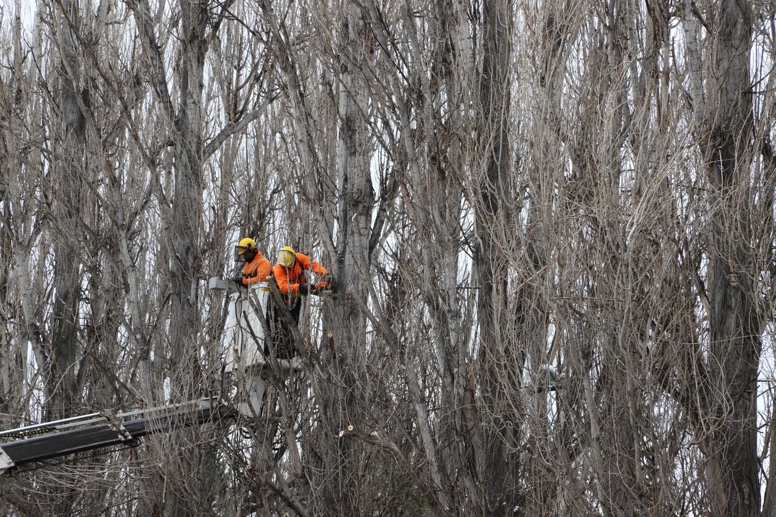 Ekoloji̇k Ömrünü Tamamlayan Kavaklar Yeri̇ni̇ Çinarlara Birakiyor (4)