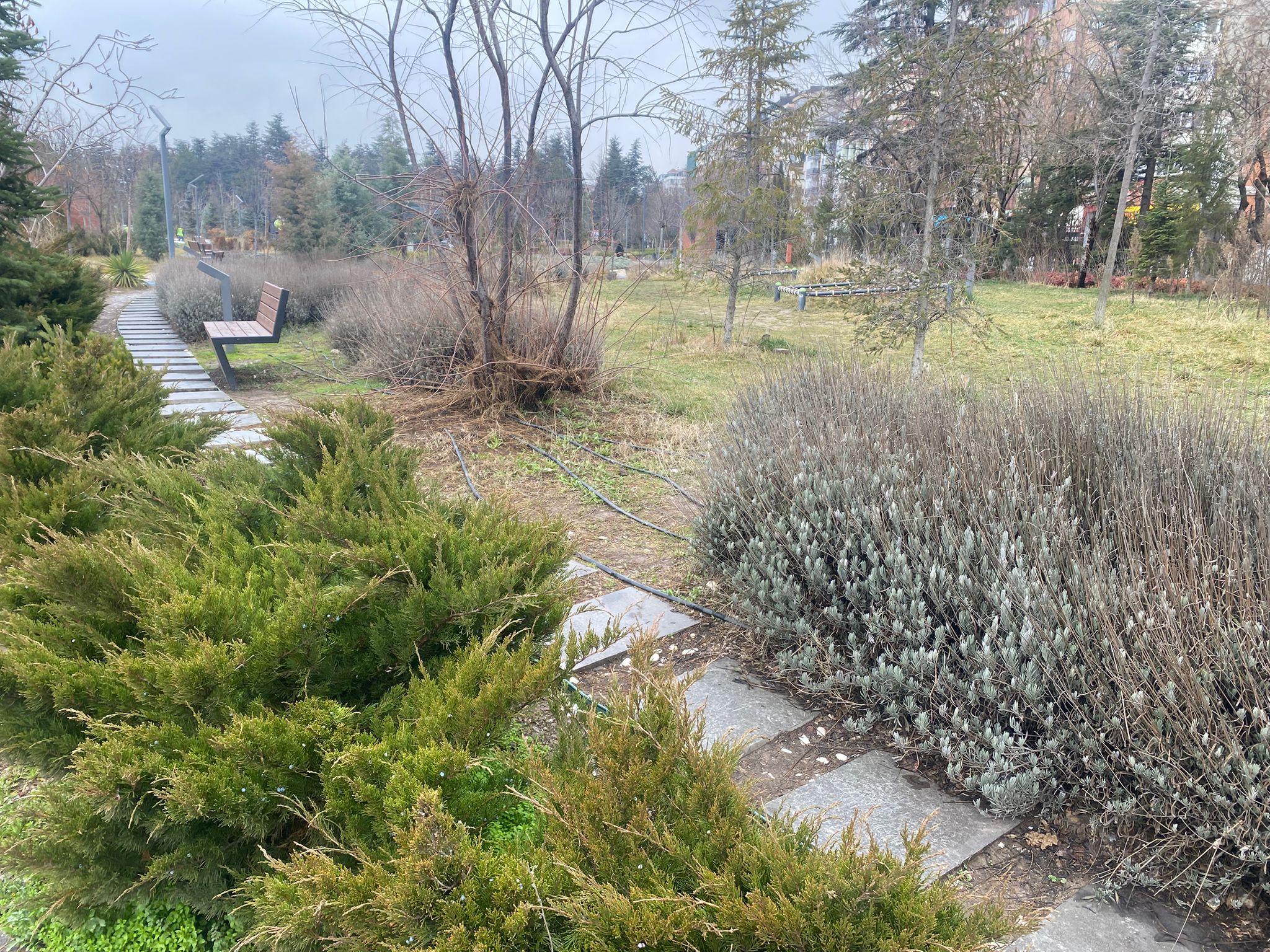 Mi̇llet Bahçesi̇ (4)