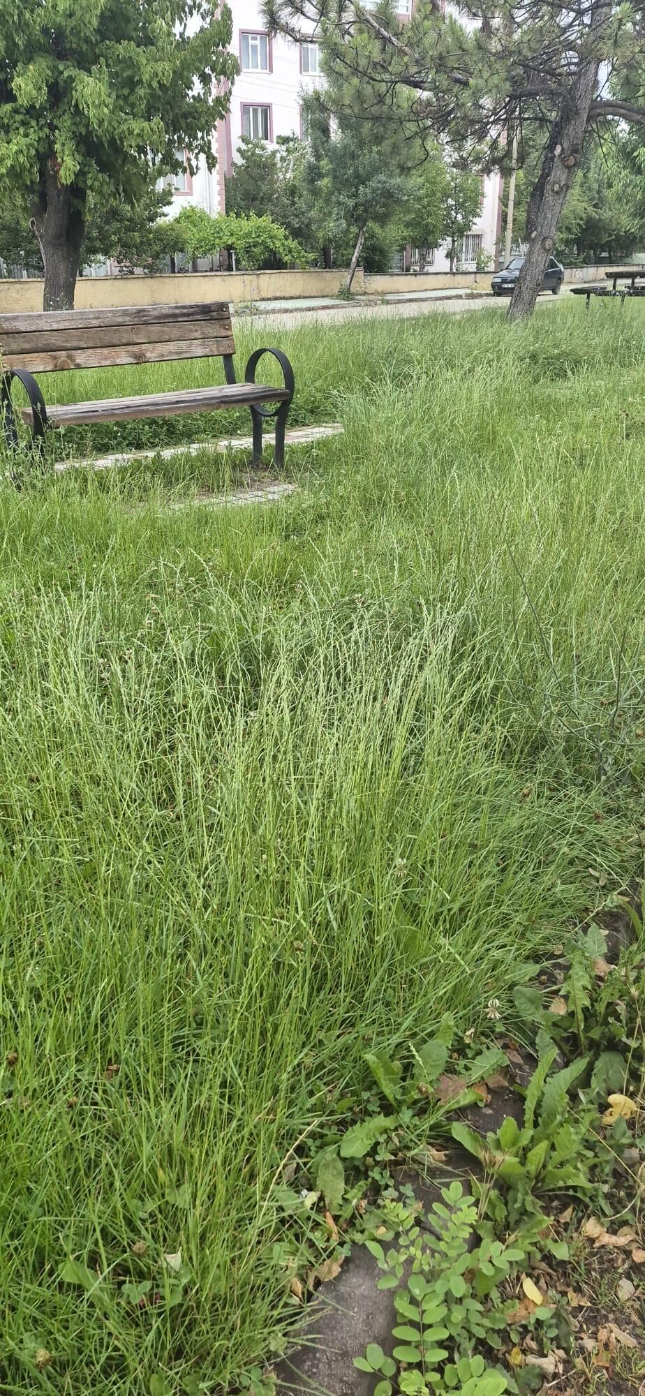 Park (2)-1