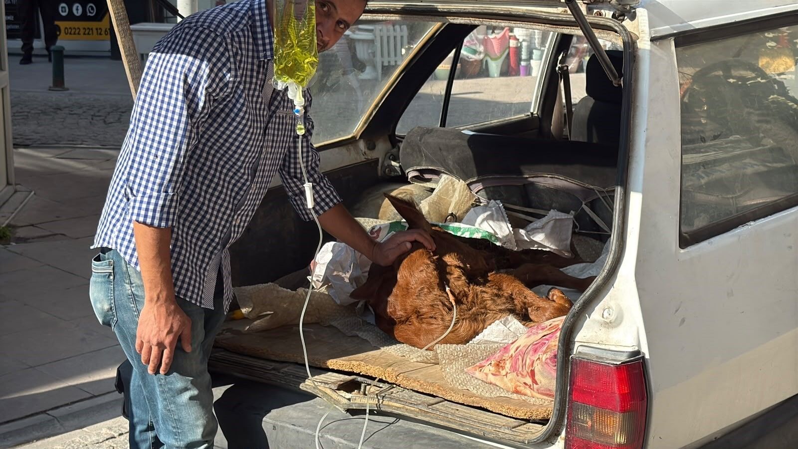 Otomobil bagajında tedavisi yapıldı