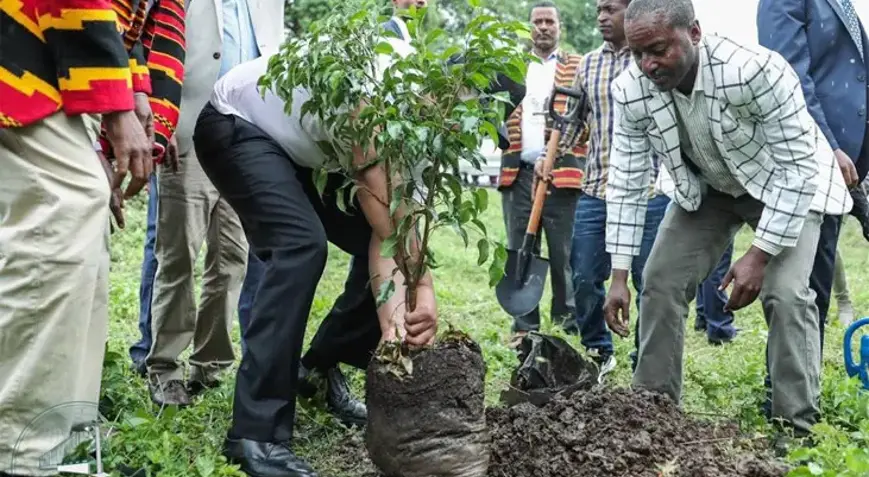 Ağaç-7